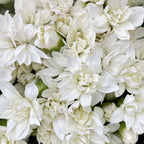Carnation Spray Star Tessino White - (18-20 Stems)