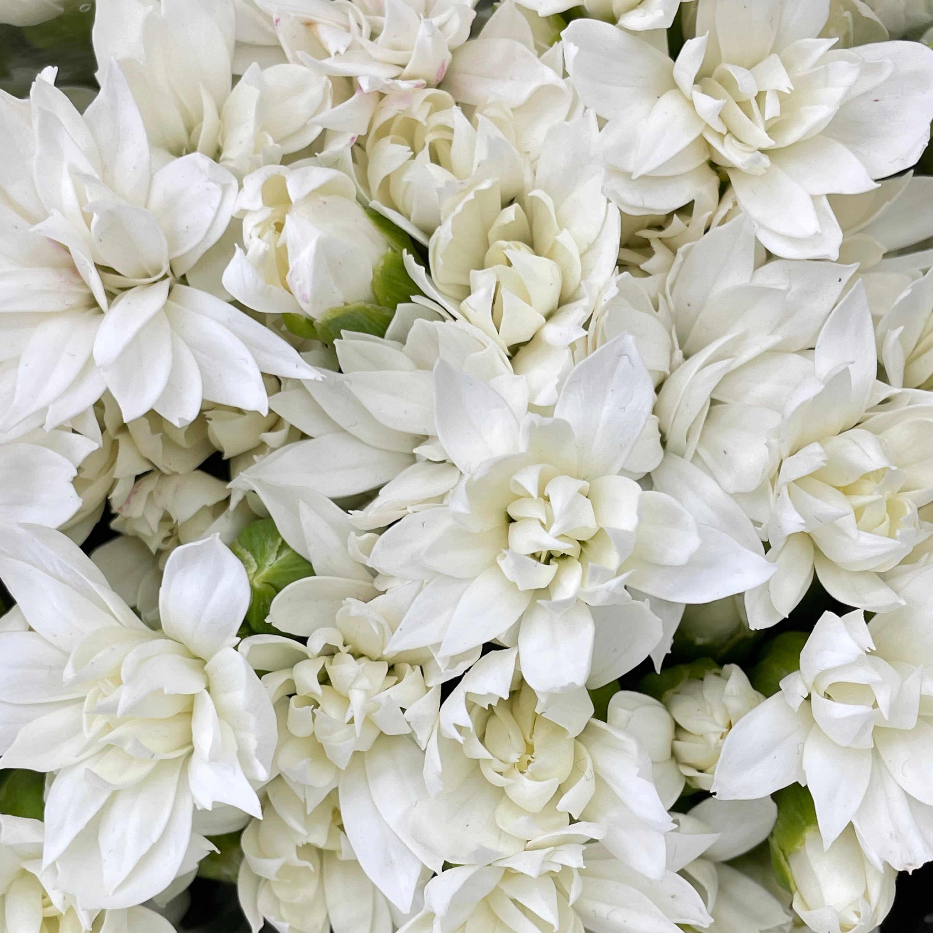 Carnation Spray Star Tessino White - (18-20 Stems)