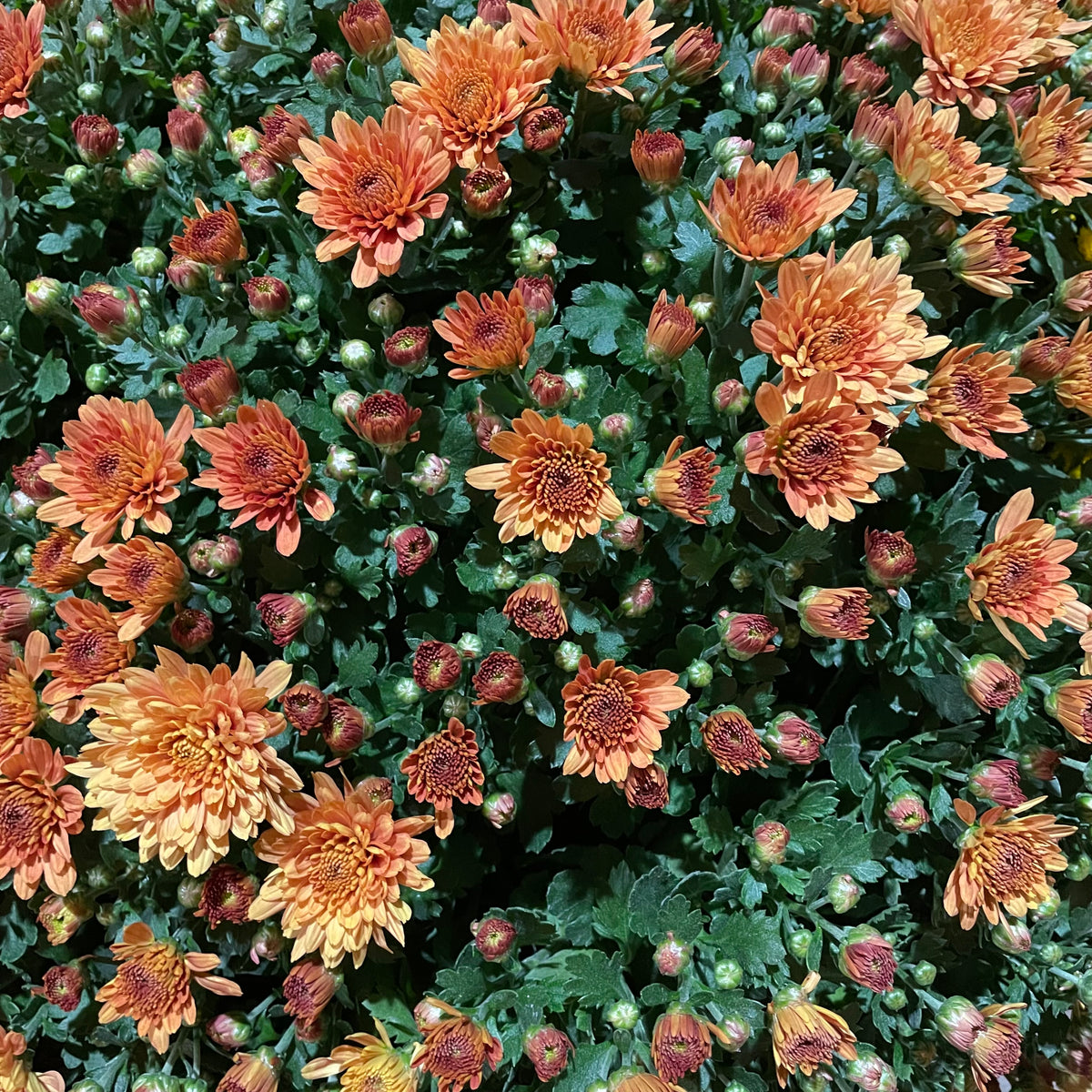 Chrysanthemum Gypsophilla P310 菊花满天星 2025