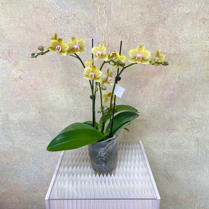 Phalaenopsis Orchid Yellow Orange Double Stem Small