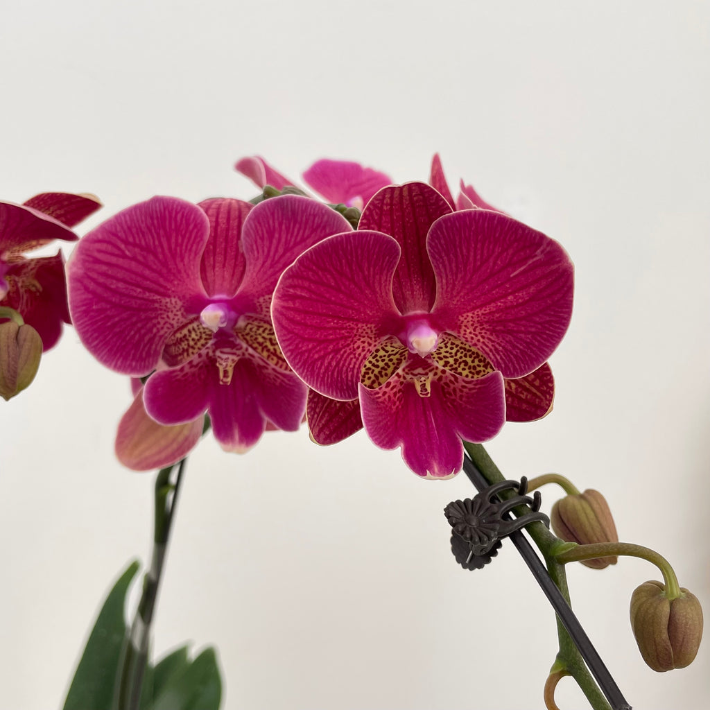 Phalaenopsis Orchid Double Dark Pink
