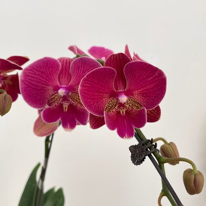 Phalaenopsis Orchid Double Dark Pink