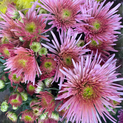 Chrysanthemum pom-pom (Small Potted) 菊花 2025