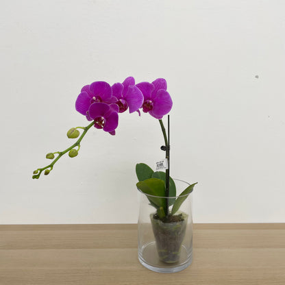 Phalaenopsis Orchid Purple Big