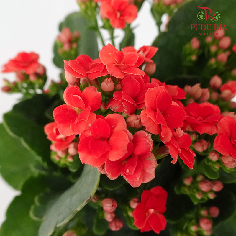 Kalanchoe 万紫千红