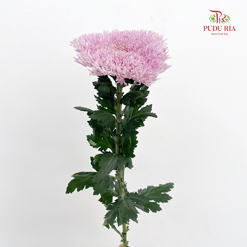 Peony Chrysanthemum Dyed Pink - (6 Stems)