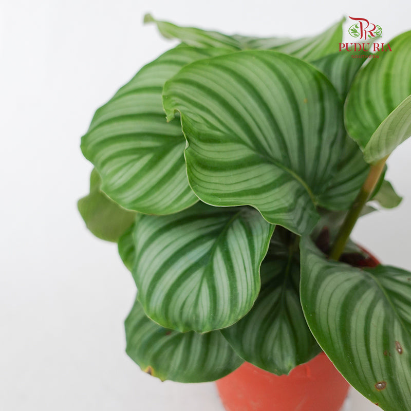 Calathea Orbifolia (Medium)