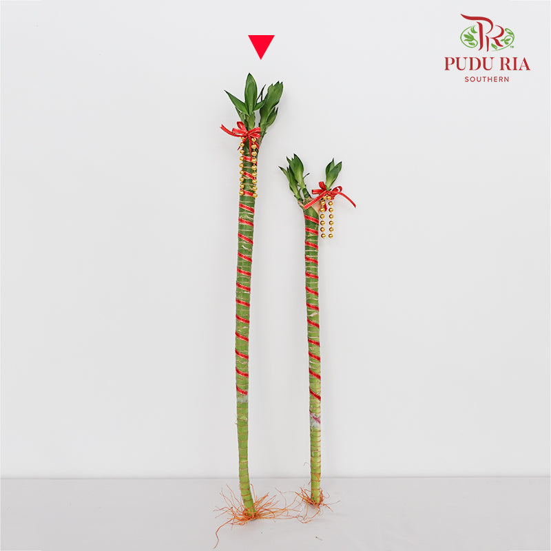 Dragon Head Bamboo With Deco - 龙头竹
