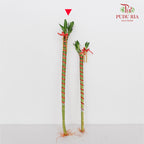Dragon Head Bamboo With Deco - 龙头竹