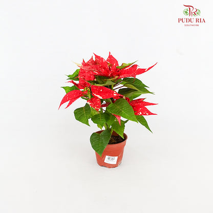 Poinsettia Matinee