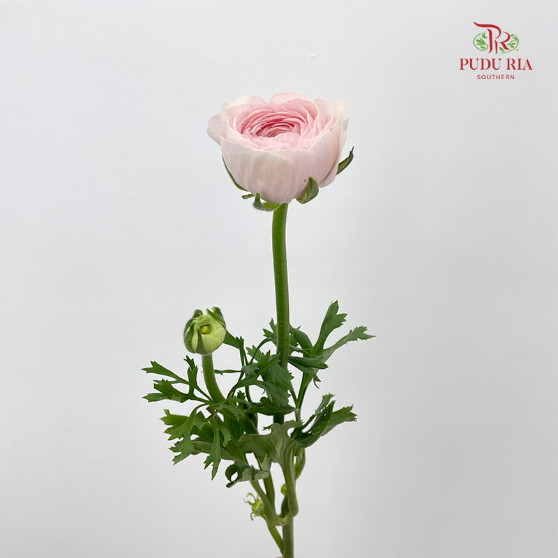 Ranunculus Cloni Light Pink - (5 Stems)