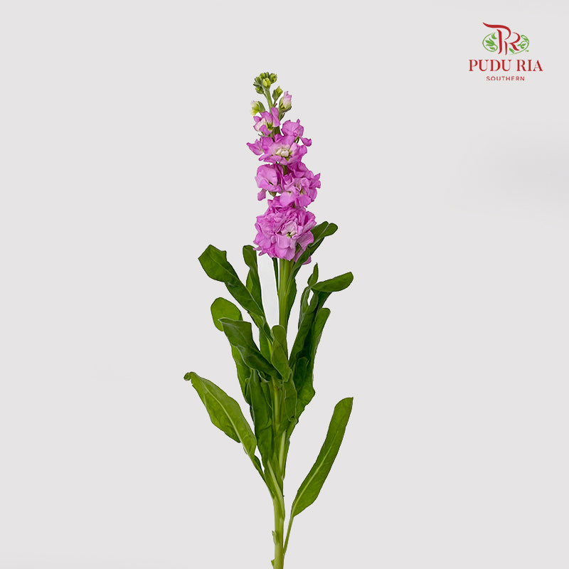 Matthiola Pink - (10 Stems)