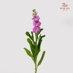 Matthiola Pink - (10 Stems)