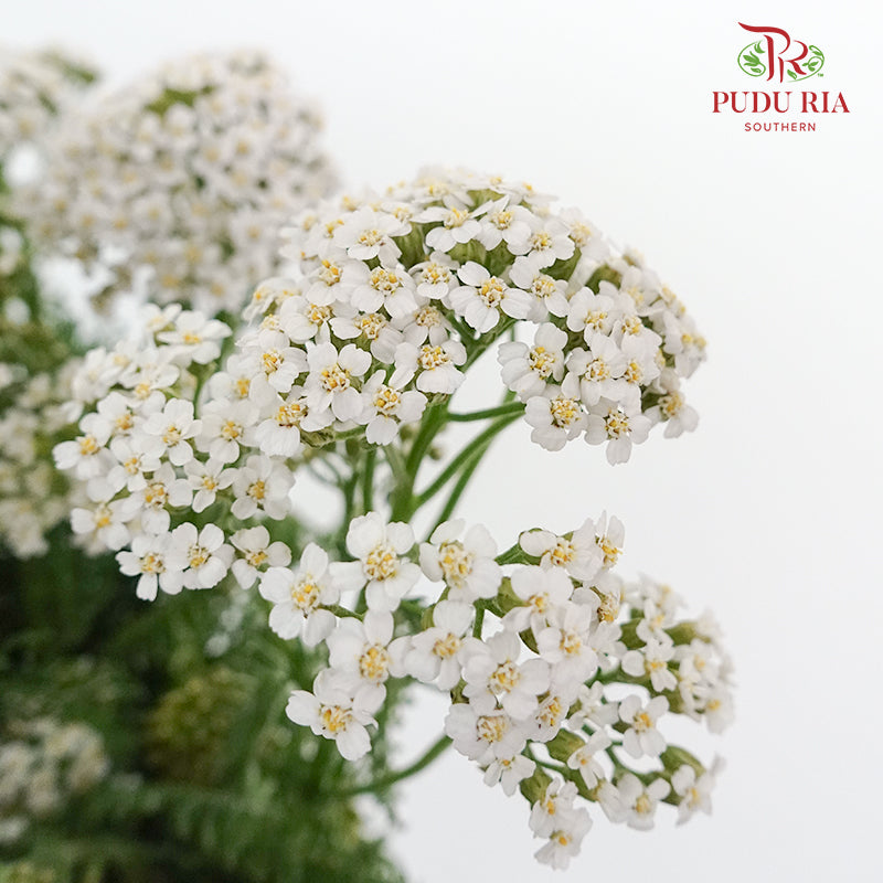 Achillea / Yarrow White - Pudu Ria Florist Southern