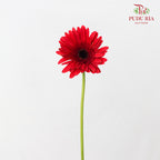Gerbera Mini Red - (8-10 Stems)