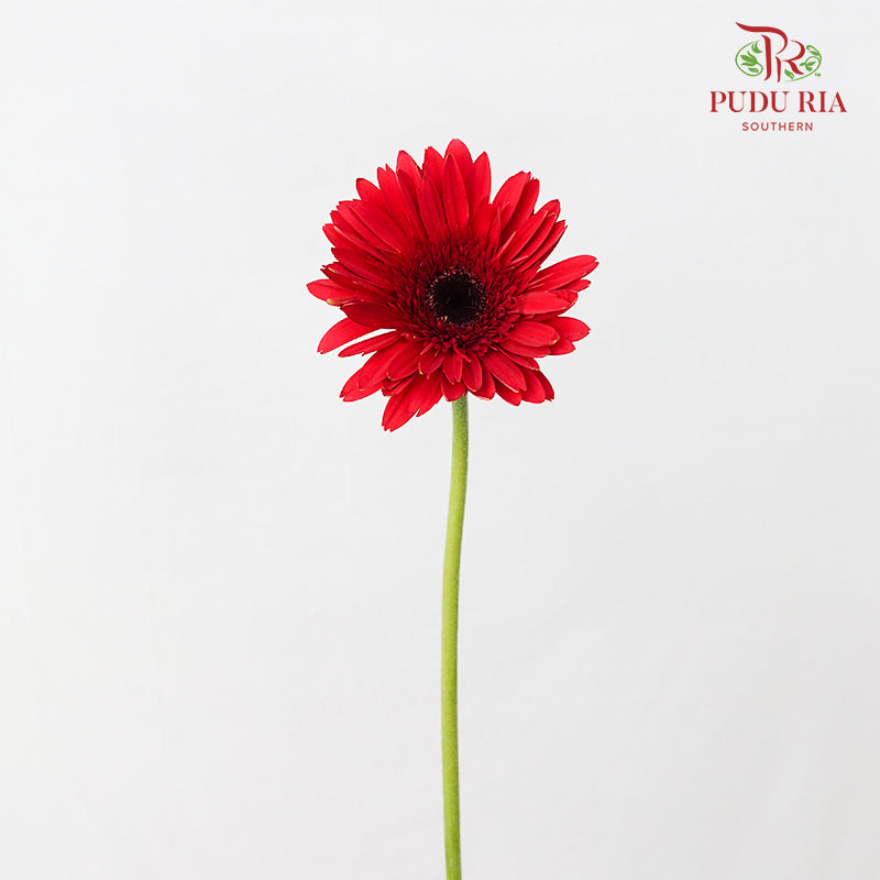 Gerbera Mini Red - (8-10 Stems)