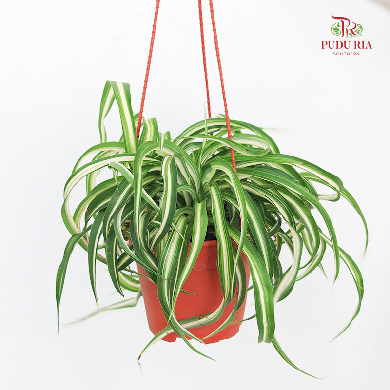 Chlorophytum / Spider Plant