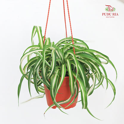 Chlorophytum / Spider Plant