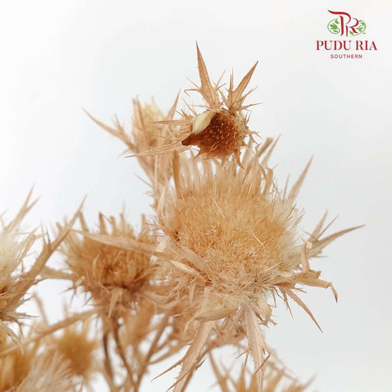 Dry Wild Cardus Bleached - Pudu Ria Florist Southern