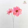 Dry New Wax Flower - Pink