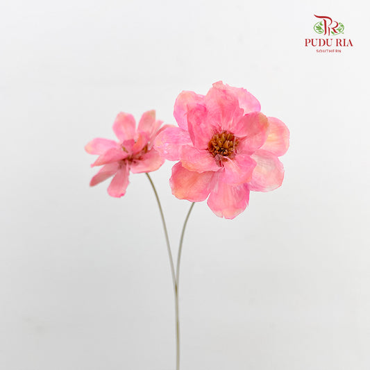 Dry New Wax Flower - Pink