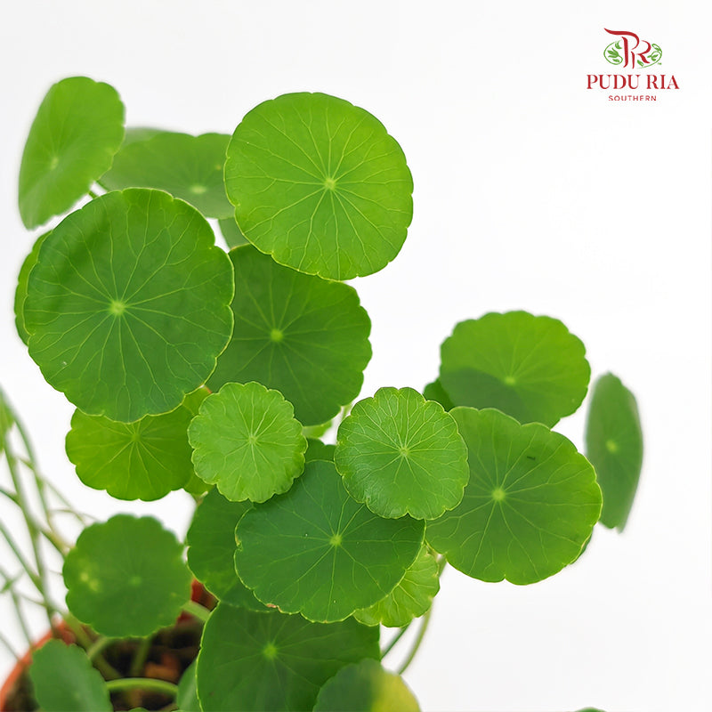 Hydrocotyle Pegaga (Small)