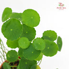Hydrocotyle Pegaga (Small)