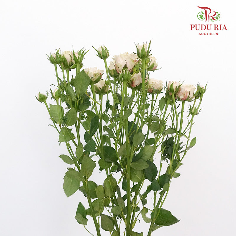 Rose Spray Premium Light Pink (8-10 Stems) - Pudu Ria Florist Southern