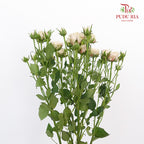 Rose Spray Premium Light Pink (8-10 Stems) - Pudu Ria Florist Southern