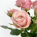 Rose Spray Pink - (8-10 Stems)