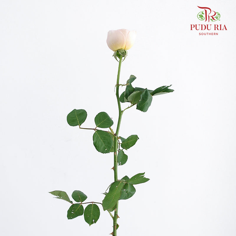 Rose Juliet (8-10 Stems) - Pudu Ria Florist Southern