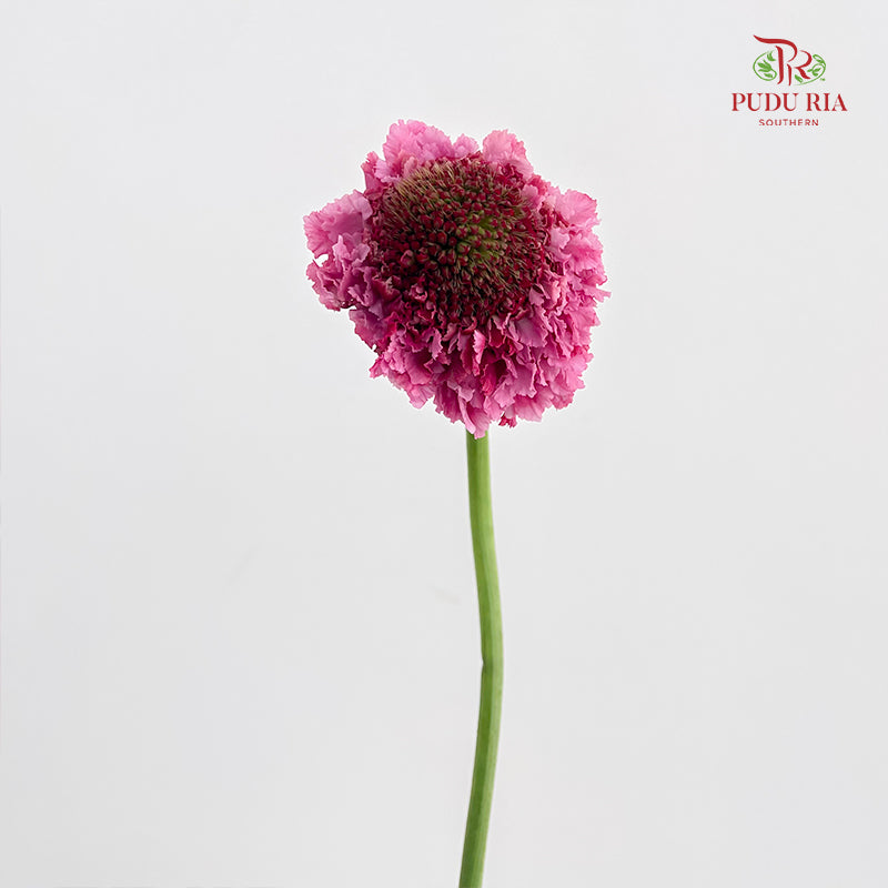 Scabiosa Pink 蓝盆花 - (Per Bundle)