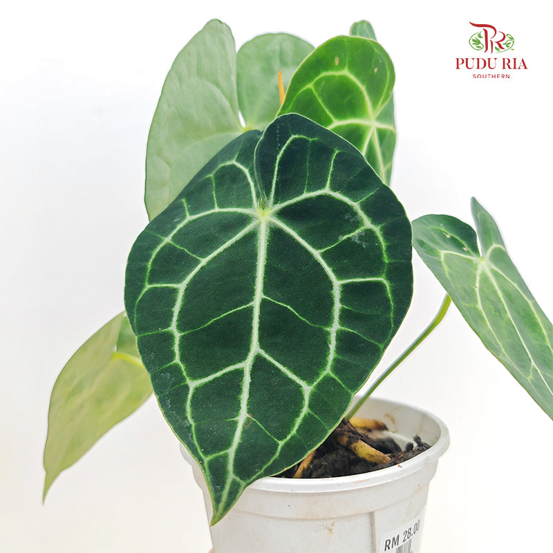 Anthurium Crassinerrium