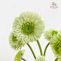 Gerbera Pasta Germini Green - (8-10 Stems)