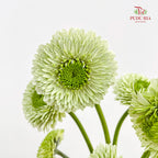 Gerbera Pasta Germini Green - (8-10 Stems)