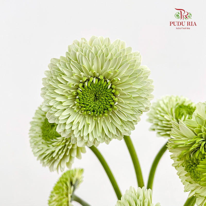 Gerbera Pasta Germini Green - (8-10 Stems)