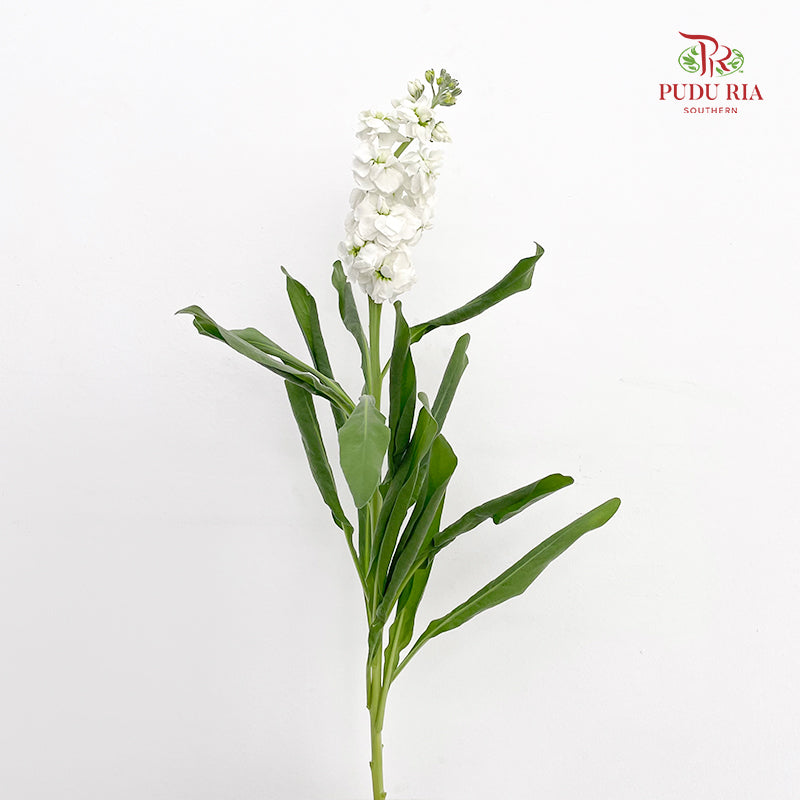 Matthiola White 紫罗兰 - (Per Bundle)