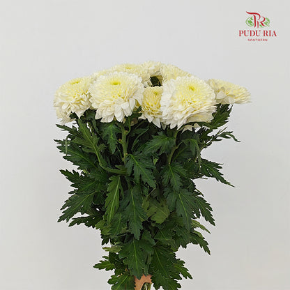 Chrysanthemum Ping Pong Light Yellow - (10-12 Stems)