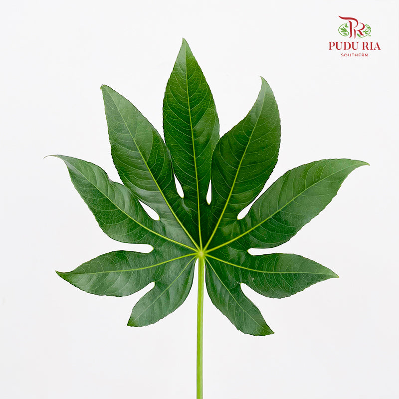 Fatsia Aralia - (10 Stems)