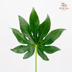 Fatsia Aralia - (10 Stems)