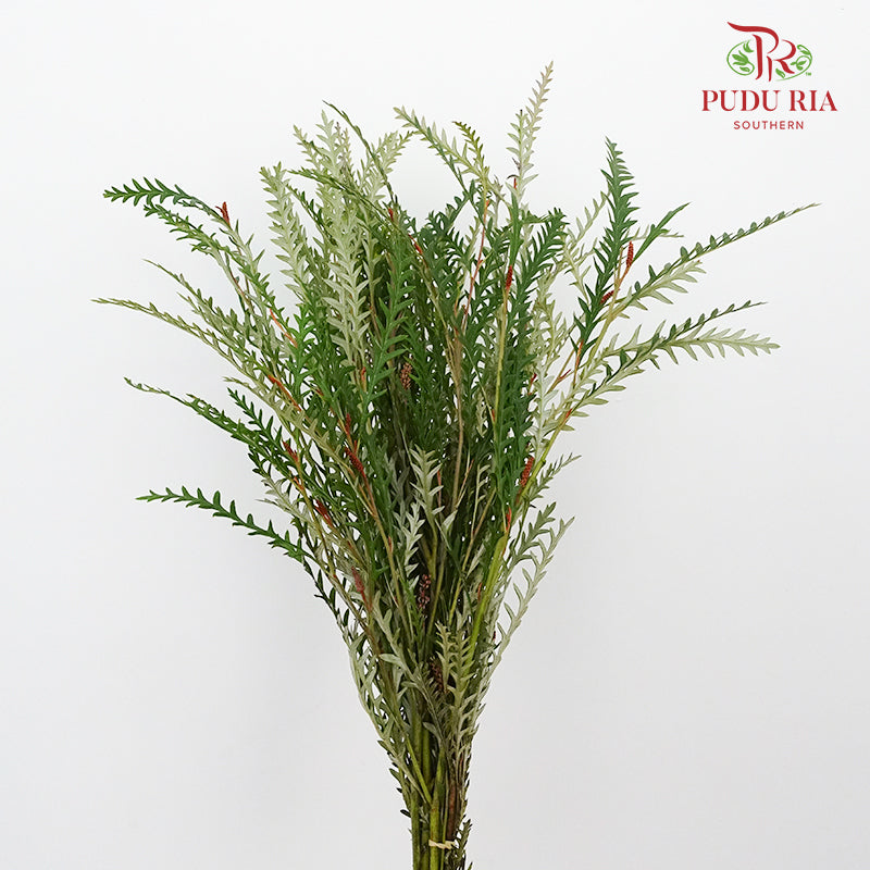 Grevillea Grass - Pudu Ria Florist Southern