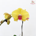 Phalaenopsis Orchid Yellow Center Pink Single Big