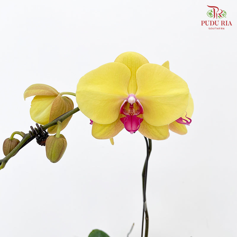 Phalaenopsis Orchid Yellow Center Pink Single Big