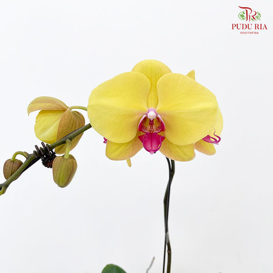 Phalaenopsis Orchid Yellow Center Pink Single Big