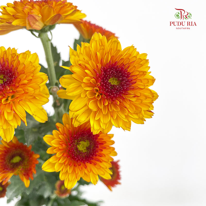 Chrysanthemum Pompom Brown/Yellow 4 布鲁诺成小菊 - (10-12 Stems)