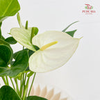 Anthurium - White