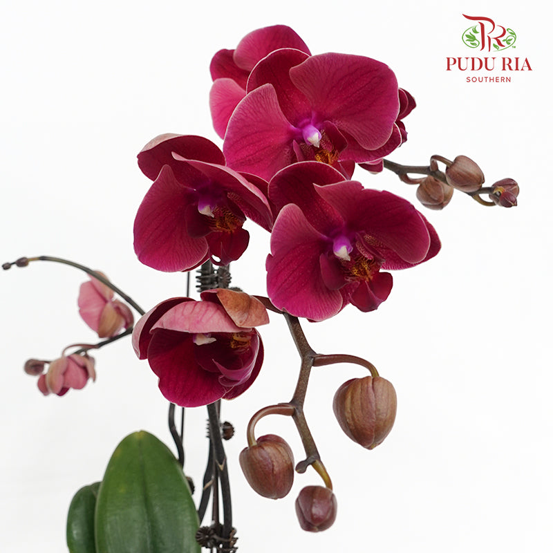 Phalaenopsis Orchid Pale Red Big