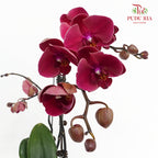 Phalaenopsis Orchid Pale Red Big