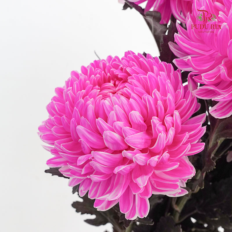 Peony Chrysanthemum Dyed Pink - (5 Stems)