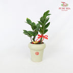 CNY Potted Plant Arrangement 2024#30